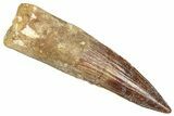 Bargain, Fossil Spinosaurus Tooth - Real Dinosaur Tooth #373914-1